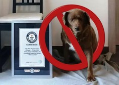 Portugalskemu psu Bobiju posthumno odvzeli Guinnessov rekord najstarejšega psa – kaj se dogaja?