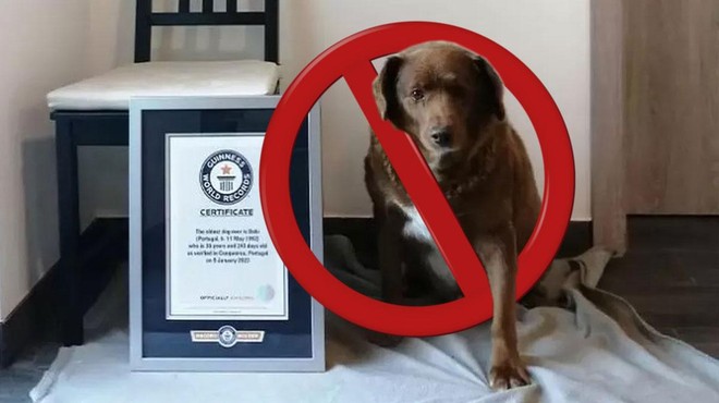 Portugalskemu psu Bobiju posthumno odvzeli Guinnessov rekord najstarejšega psa – kaj se dogaja? (foto: Guinness World Records / posnetek zaslona / Youtube/montaža)