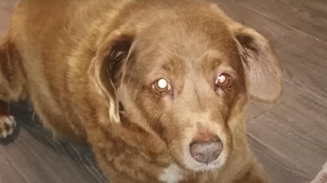 Za mavrico je odšel Bobi - najdlje živeči pes v zgodovini (neverjetno, koliko let je dočakal) (foto: Guinness World Records / posnetek zaslona / Youtube)