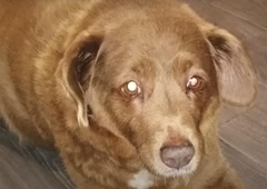 Za mavrico je odšel Bobi - najdlje živeči pes v zgodovini (neverjetno, koliko let je dočakal)