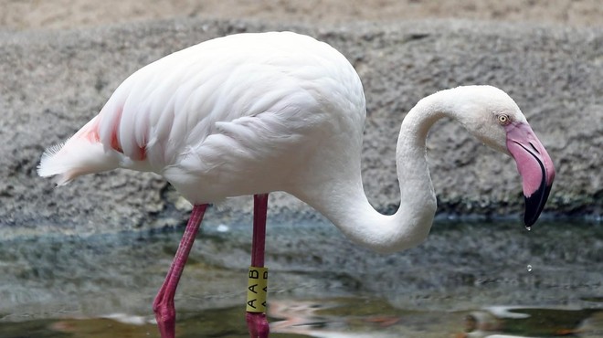 V živalskem vrtu našli 13 poginulih flamingov. Kaj se je zgodilo? (foto: Profimedia)