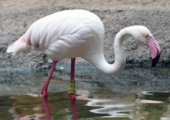 Zaposleni so z grozo ugotovili, da je skoraj celotna kolonija flamingov poginila. 
