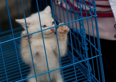 Zasegli tovornjak, poln mačk, ki so bile namenjene v klavnico