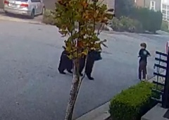 Ko zaledeni kri: medved se je pognal proti 7-letnemu dečku, sosed pa … (VIDEO)