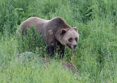 Grozljive posledice napada medvedke, ki je na Krasu poškodovala moškega (znane prve podrobnosti)