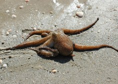 'Udomačena hobotnica' na Hvaru vsak dan pride iz morja k domačinu po ribo (VIDEO)