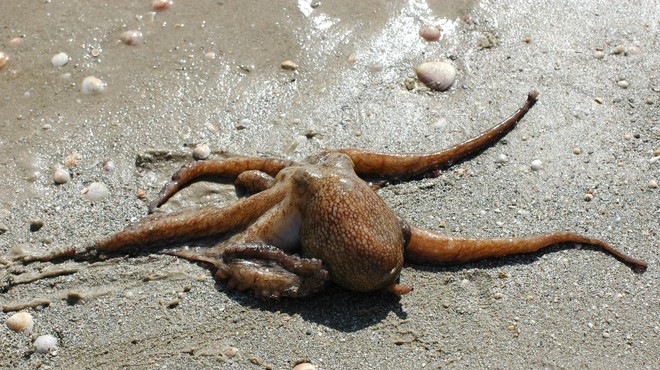 'Udomačena hobotnica' na Hvaru vsak dan pride iz morja k domačinu po ribo (VIDEO) (foto: Profimedia)