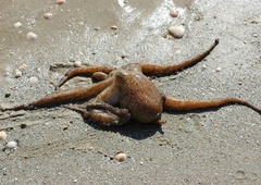 'Udomačena hobotnica' na Hvaru vsak dan pride iz morja k domačinu po ribo (VIDEO)