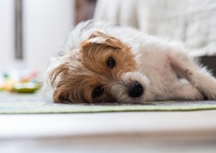 Mučenje psa v Kopru: tožilka je naredila strokovno napako