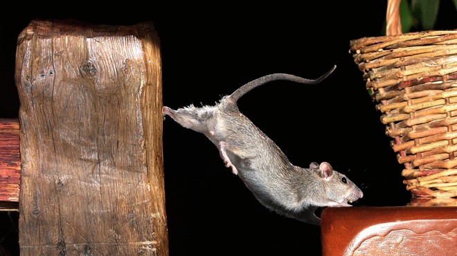Ali tudi vaše povsem vsakdanje gospodinjske navade privlačijo podgane? (foto: Profimedia)