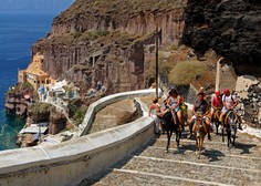 Grški Santorini na udaru: ogromno trpečih živali na račun 'lenih' turistov