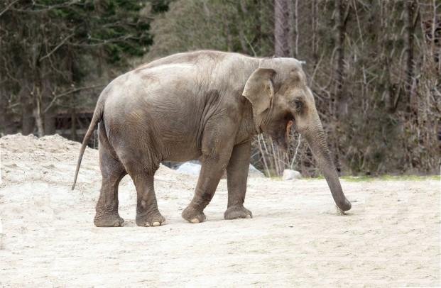 Ganga v ZOO Ljubljana živi že od leta 1977.