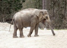 Prva dama ZOO Ljubljana je zares posebna: 4 zanimivosti, ki jih o slonici Gangi gotovo še ne veste