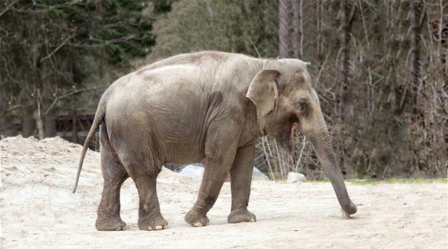 Prva dama ZOO Ljubljana je zares posebna: 4 zanimivosti, ki jih o slonici Gangi gotovo še ne veste (foto: ZOO Ljubljana/spletna stran)