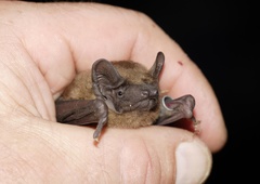 Ste že kdaj videli netopirja povsem od blizu, kako veselo malica in cmoka?