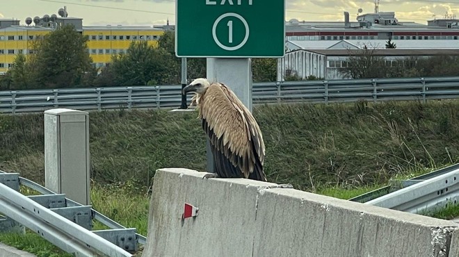Nenavaden prizor na obvoznici: opazili so prav posebno ptico (FOTO) (foto: Facebook/Zdravko Vukii Vučković)