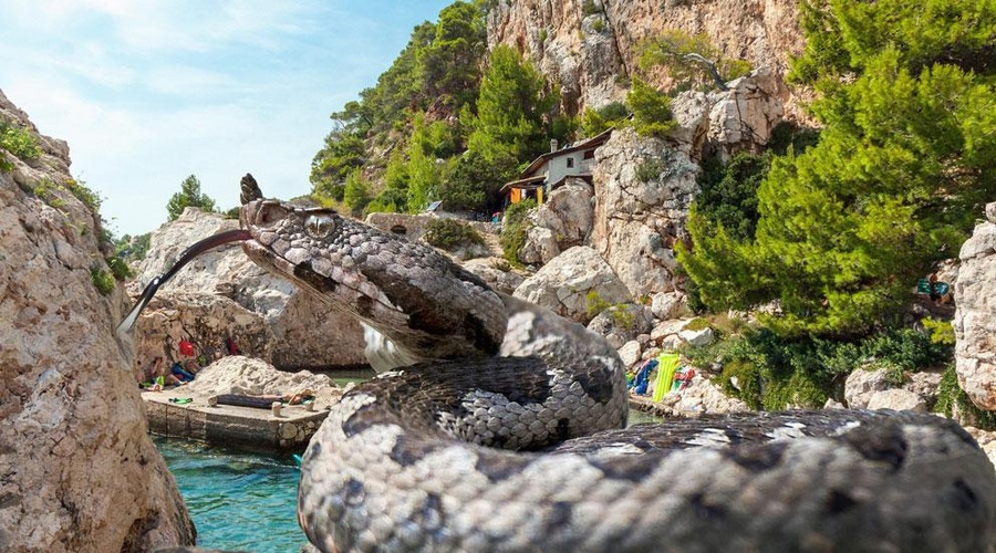Prava drama na Hvaru: ugriznila ga je strupena kača, na otoku ni protistrupa (foto: Profimedia)