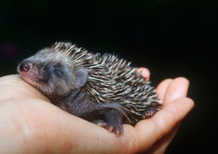 Ko na vrtu naletite na mrtvega ježa, ki v resnici ni mrtev (kaj storiti?)