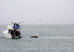 Poljska posadka na morju doživela najhujšo nočno moro (nihče ne ve, kaj se dogaja)