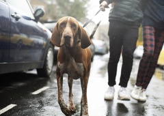 Jadranka Juras ostro nad nekatere pasje sprehajalce: se prepoznate med njimi?