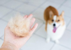 Hiša, polna pasje dlake: tako lahko pospešite proces sezonskega izpadanja