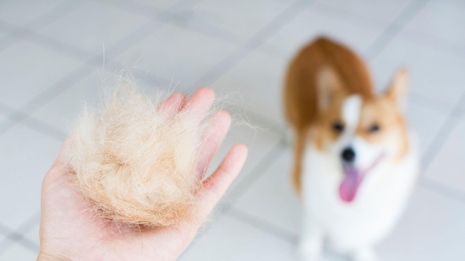 Hiša, polna pasje dlake: tako lahko pospešite proces sezonskega izpadanja (foto: Profimedia)