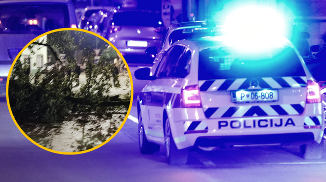 Drama v Šempetru pri Gorici: med martinovanjem se je na prizorišču podrlo drevo (ena oseba je poškodovana) (foto: Žiga Živulovič jr./Bobo/Facebook/Dusan Fakuc/fotomontaža)