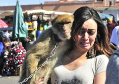 Opice na verigah: ohranjanje kulture ali mučenje živali?