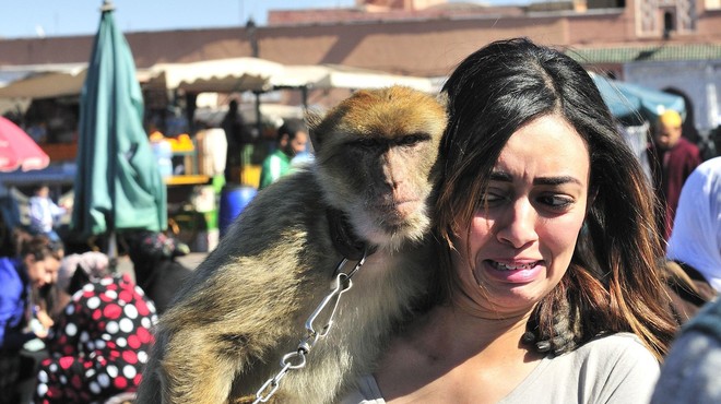 Opice na verigah: ohranjanje kulture ali mučenje živali? (foto: Profimedia)