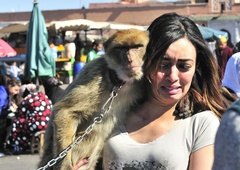 Opice na verigah: ohranjanje kulture ali mučenje živali?