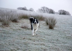 Ohladilo se je in zopet je v uporabi izdelek, ki je lahko smrtno nevaren za vašega psa