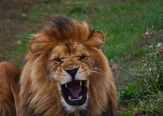V bližini Rima iz cirkusa pobegnil lev, med lokalnimi prebivalci povzročil pravo paniko (VIDEO)