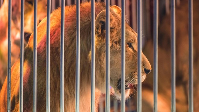 Pobegli lev iz italijanskega cirkusa razjezil javnost: "Dovolj je cirkusov z živalmi!" (foto: Profimedia)