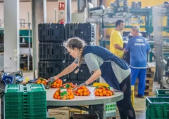 Toliko dela za nič: odpoklici in zavrnitve mandarin na meji se nadaljujejo