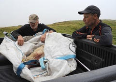 Vrnitev volka: je strah prebivalcev upravičen? Pristojni mirijo in pojasnjujejo