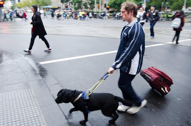 V nekaterih javnih ustanovah bodo odslej psi vodniki in pomočniki lahko brez povodca
