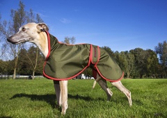 Kako vem, ali tudi moj pes potrebuje plašček?