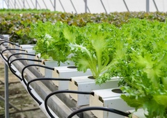 Na prekmurski vzorčni kmetiji prvi akvaponski rastlinjak