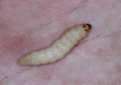 Prizor, ob katerem se vam obrne želodec: učenci slovenske osnovne šole v kosilu našli 'črve'