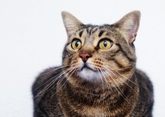 Pri kateri starosti maček postane senior in kaj prinaša jesen mačjega življenja?