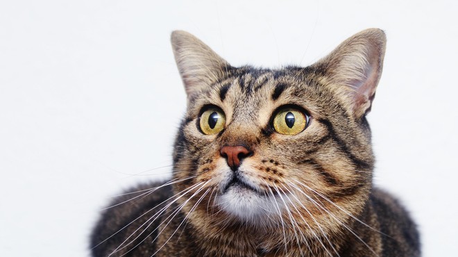 Pri kateri starosti maček postane senior in kaj prinaša jesen mačjega življenja? (foto: Profimedia)