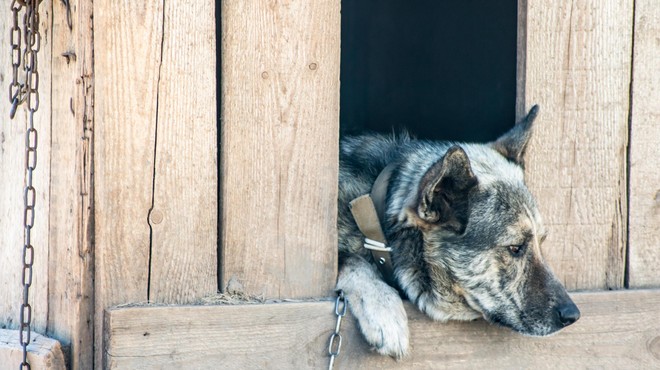Pes Muri, ki je bolan životaril na verigi, je za vedno zaspal: "In spet so zatajili vsi …" (foto: Profimedia)