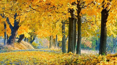 Prvi novembrski konec tedna bo topel in sončen