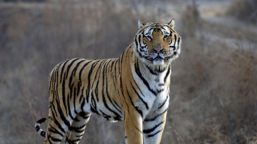 Sibirski tiger ima skrivnost, za katero večina ne ve (presenetilo vas bo)