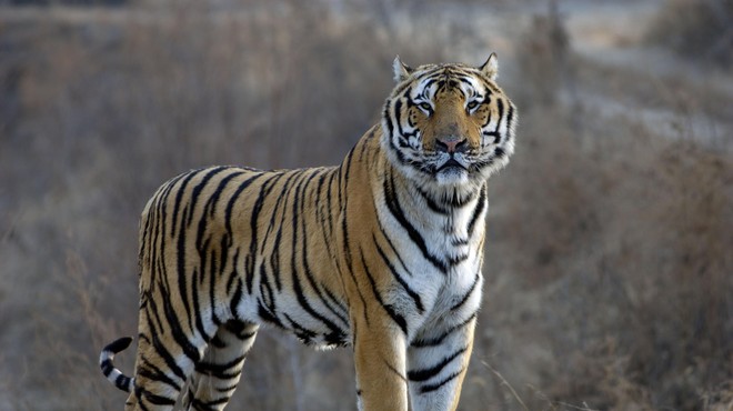 Sibirski tiger ima skrivnost, za katero večina ne ve (presenetilo vas bo) (foto: Profimedia)