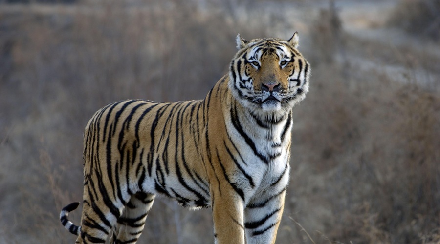 Sibirski tiger ima skrivnost, za katero večina ne ve (presenetilo vas bo) (foto: Profimedia)