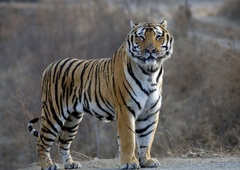 Sibirski tiger ima skrivnost, za katero večina ne ve (presenetilo vas bo)