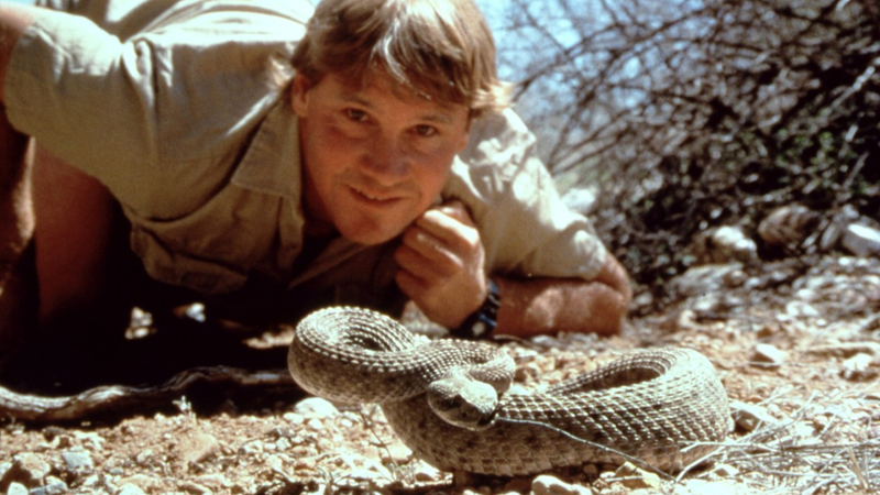 Steve Irwin ni kazal strahu pred nevarnimi divjimi živalmi.