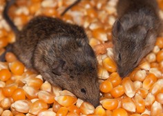 V pošiljki podjetja Mimovrste našli pet mrtvih miši, kaj se dogaja? (Stanje naj bi bilo nevzdržno)