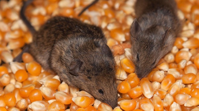 V pošiljki podjetja Mimovrste našli pet mrtvih miši, kaj se dogaja? (Stanje naj bi bilo nevzdržno) (foto: Profimedia)